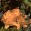 Frog Fish