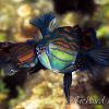 mandarinfish