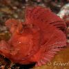 paddle-flap scorpionfish