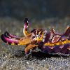 Lembeh Flamboyant Cuttlefish