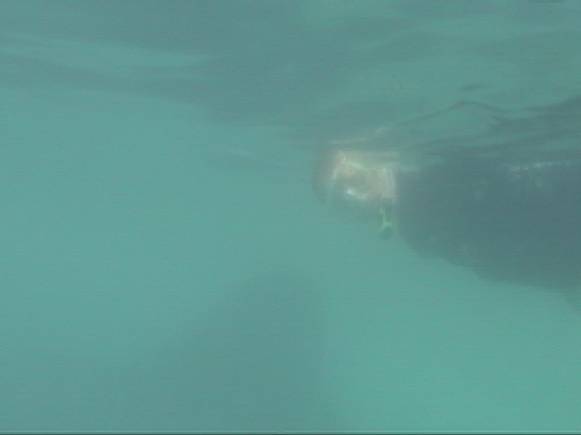 Kamala and the whale shark.