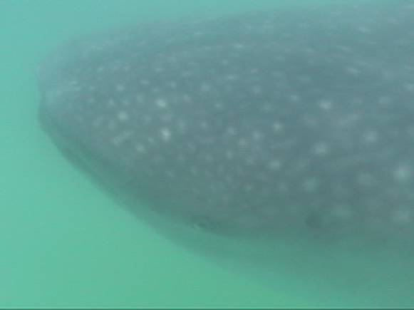 Whale Shark