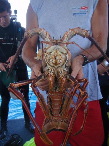 lobster2.jpg.JPG