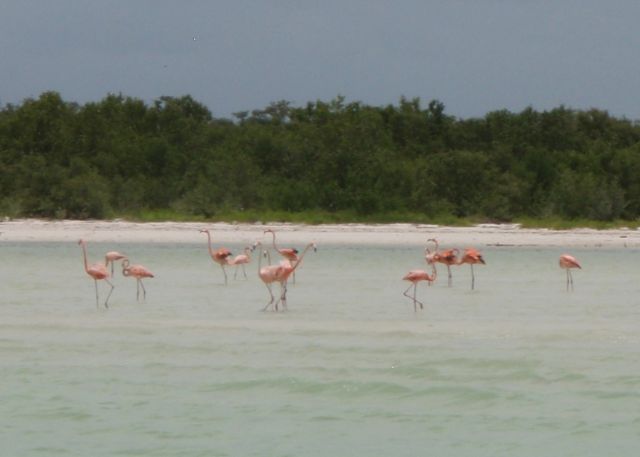 Holbox pink flamingos