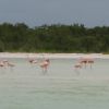 Holbox pink flamingos