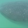 Whale Shark