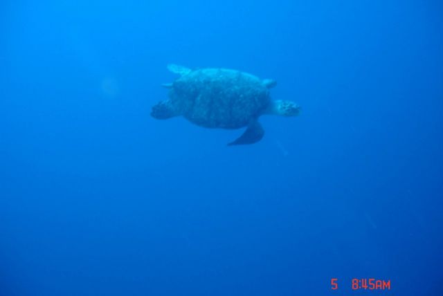 One of many Turtles
