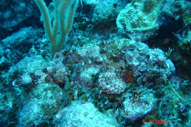 Stonefish: Another Perspective