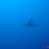 Lone Eagle Ray