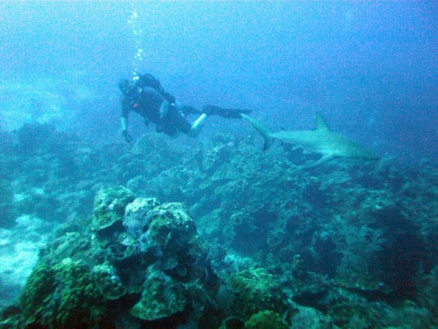 Reef Shark and Diver