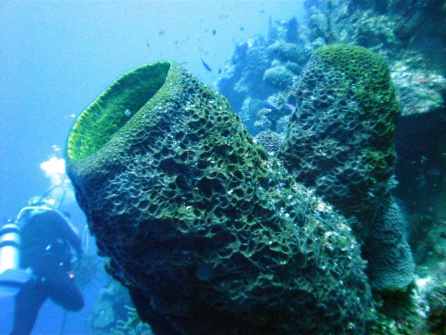 Barrel Coral and Diver