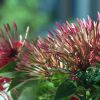 Some Flora at the Dock