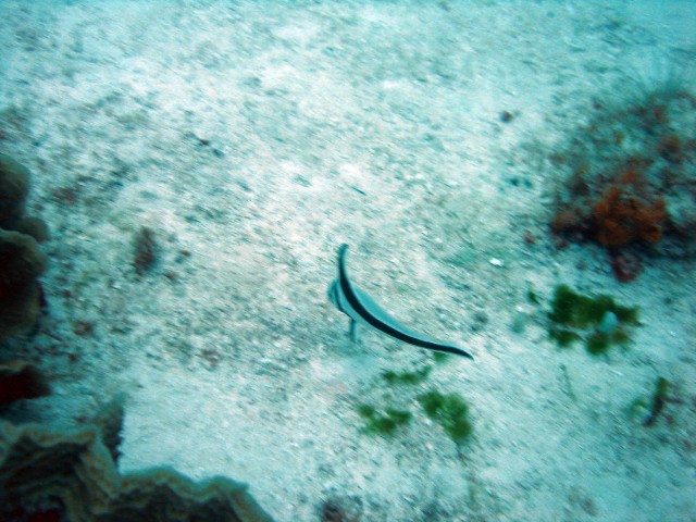 Juvenile Drum(fish)