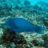 Blue Parrotfish