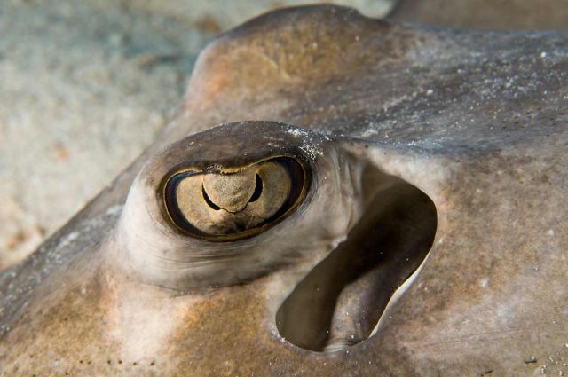 Stingray Eye - Mayaguana - Gallery - SingleDivers.com Surface Interval INDEX