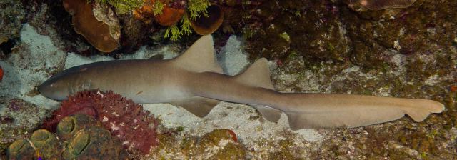 Nurse Shark