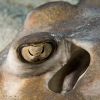 Stingray Eye