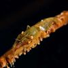 Wire Coral Shrimp