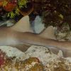 Nurse Shark