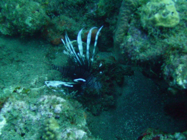 Saba Lion Fish