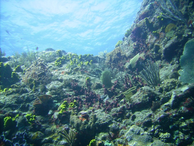 Saba Tent Reef