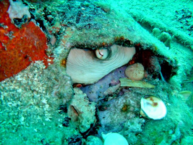 Octopus on wreck
