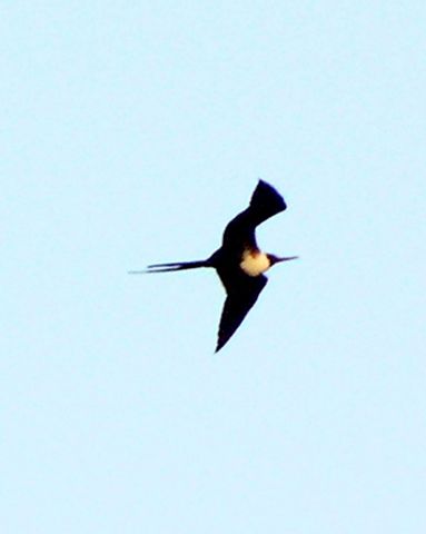Frigate bird (?) in flight