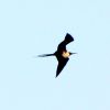 Frigate bird (?) in flight