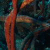 Trumpetfish