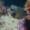 smooth Trunkfish