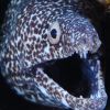 Spotted Moray