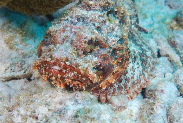 Spotted Scorpionfish