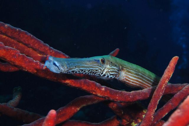 Trumpetfish