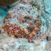 Spotted Scorpionfish