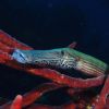 Trumpetfish