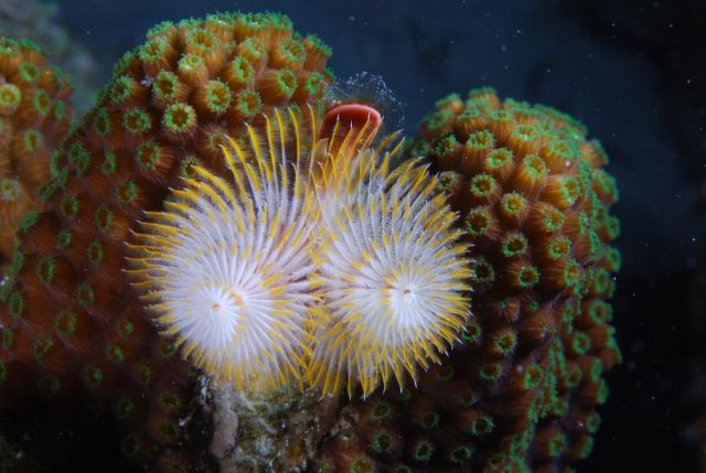 Christmas tree worms