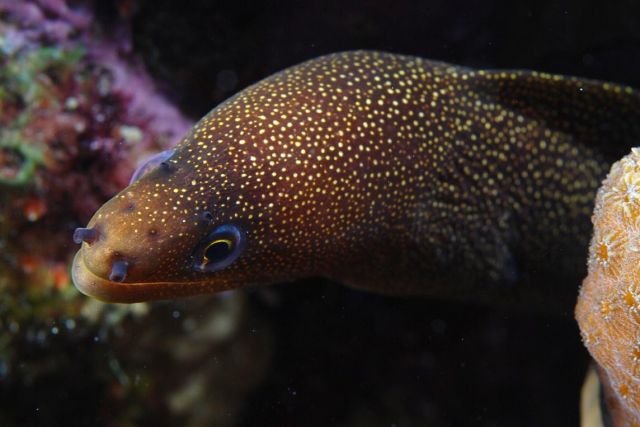 Goldentail moray
