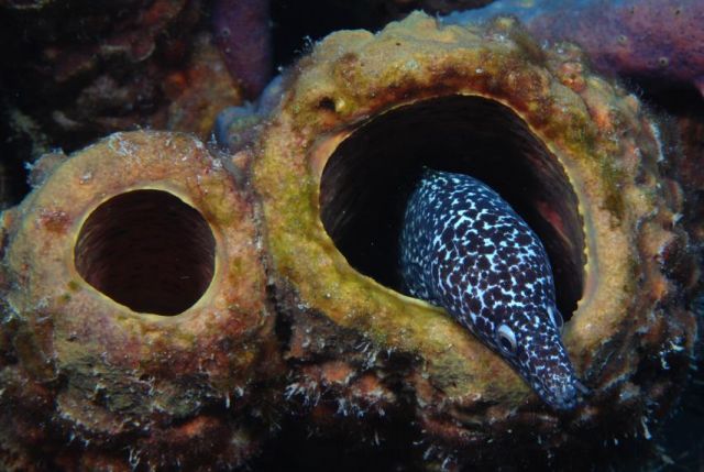 Spotted moray