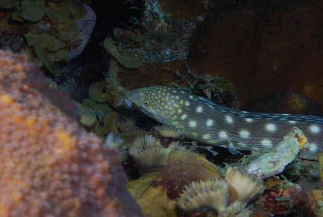 Sharptail eel