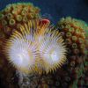 Christmas tree worms