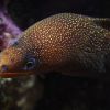 Goldentail moray