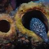 Spotted moray