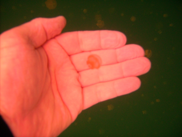 Small jelly fish