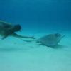 Grand Caymans
