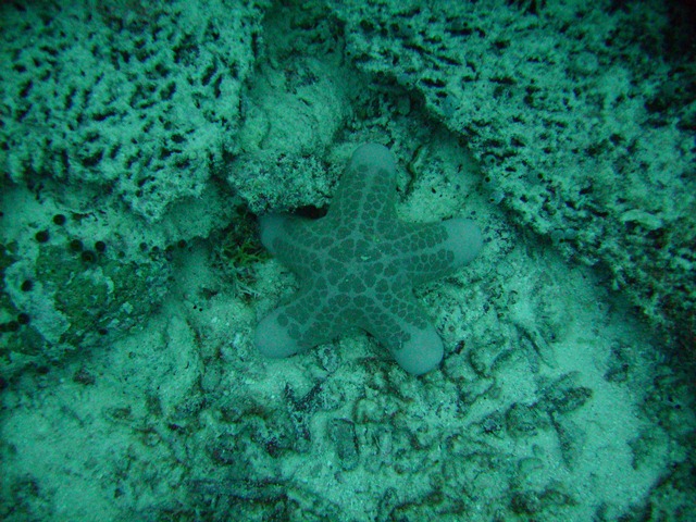 Large starfish on last dive
