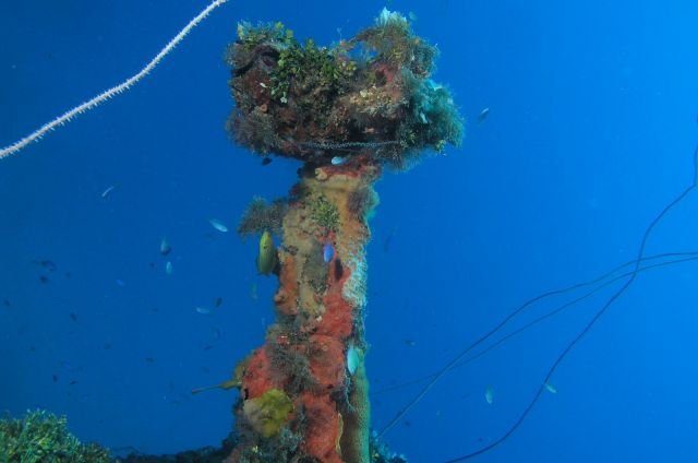 As kamala pointed out.  Lots of soft coral on this mast