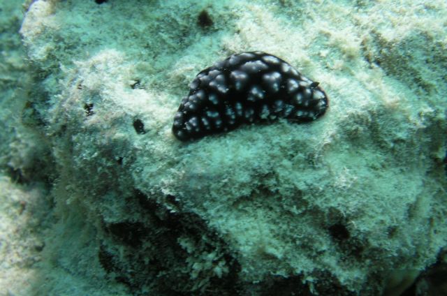 Nudibranch Palau