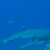 White tip reef shark