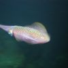 Night Dive Dominiica