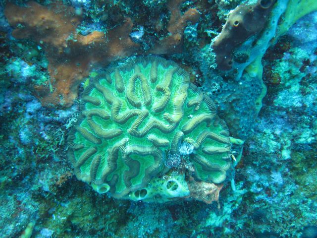 The colors were beautiful and loved the green brain coral!